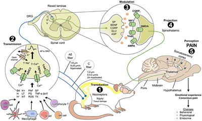 The neurobiology of pain and facial movements in rodents: Clinical applications and current research
